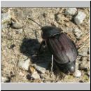 Silpha obscura Flachsteifiger Aaskaefer 01.jpg